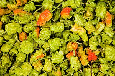 曝《羊蹄山之魂》将于今年7月发售 期待这游戏吗？